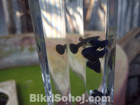 Black Moscow Guppy